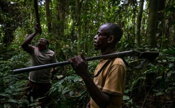 Chasse fatale à Moupia