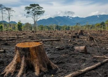 L’Afrique centrale saigne sa forêt pour survivre