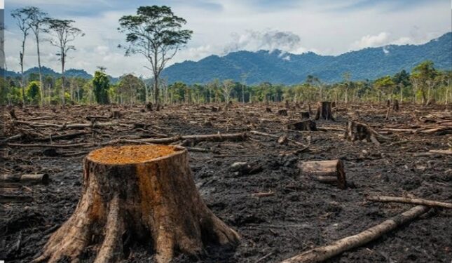 L’Afrique centrale saigne sa forêt pour survivre