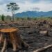 L’Afrique centrale saigne sa forêt pour survivre