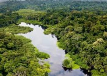 Le potentiel économique de la forêt gabonaise