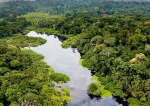 Le potentiel économique de la forêt gabonaise