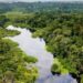 Le potentiel économique de la forêt gabonaise