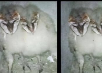 Les hiboux mysterieux du PK7