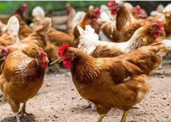 Le Gabon mobilise sa filière avicole