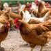 Le Gabon mobilise sa filière avicole