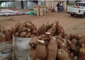 Les héroïnes du manioc en détresse.