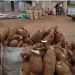 Les héroïnes du manioc en détresse.