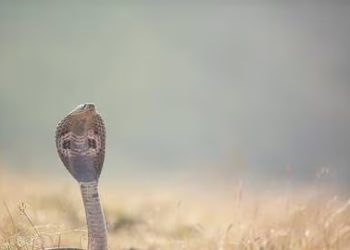 Cobra
