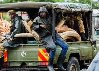 Le Gabon et l’Allemagne plaident à l’ONU pour criminaliser le trafic d’espèces sauvages