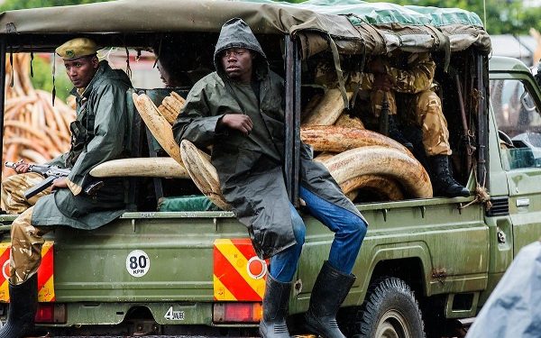 Le Gabon et l’Allemagne plaident à l’ONU pour criminaliser le trafic d’espèces sauvages
