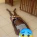 Boussine Elie se donne la mort par pendaison