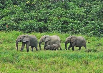 Protection des éléphants de forêt au Gabon