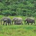 Protection des éléphants de forêt au Gabon