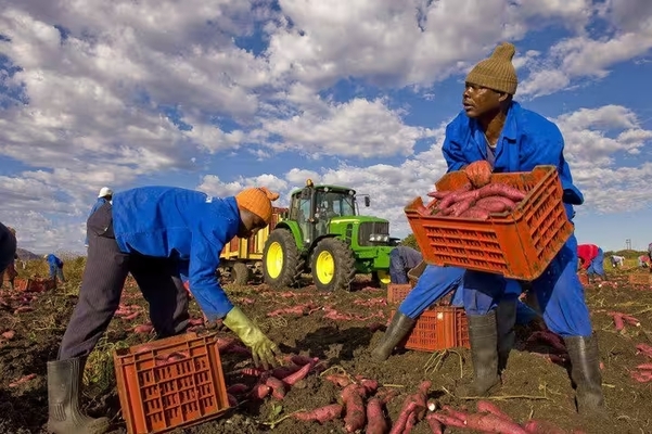 Exportations agricoles Afrique du Sud 