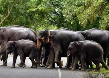Ngounié : les éléphants envahissent la route