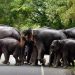 Ngounié : les éléphants envahissent la route