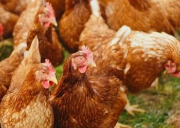 Globaltec Ingeniería propose une révolution avicole au Gabon : vers l’autosuffisance en poulet de chair