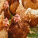 Globaltec Ingeniería propose une révolution avicole au Gabon : vers l’autosuffisance en poulet de chair