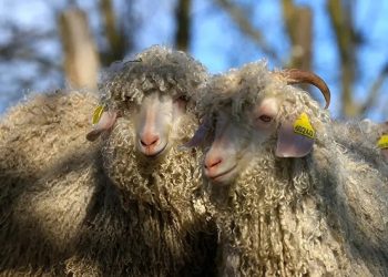 mohair