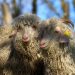 mohair