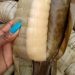 excréments dans du manioc