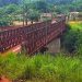 Bongolo