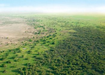 Chine 66 milliards d'arbres