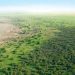 Chine 66 milliards d'arbres