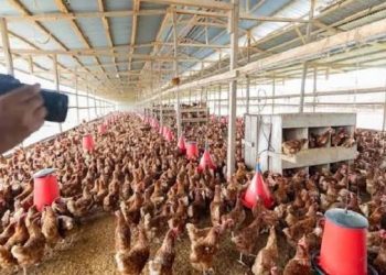 ferme avicole
