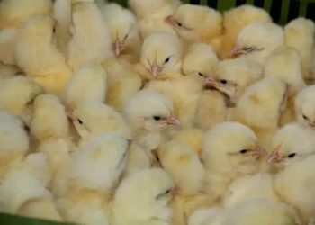 filière avicole au Gabon