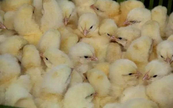 filière avicole au Gabon