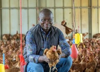 poulet importé