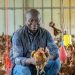 poulet importé