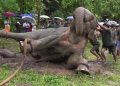 éléphants au Gabon