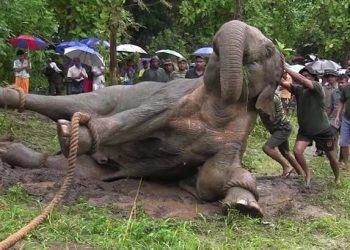 éléphants au Gabon