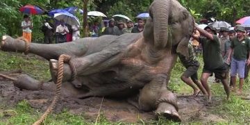 éléphants au Gabon