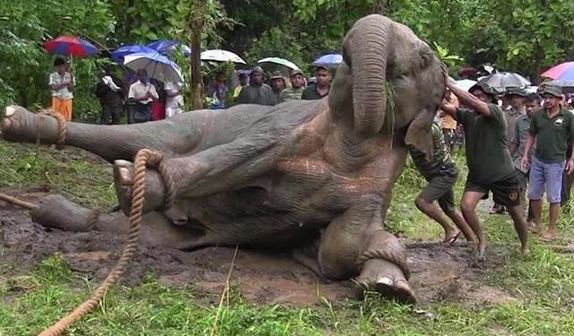 éléphants au Gabon