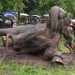 éléphants au Gabon